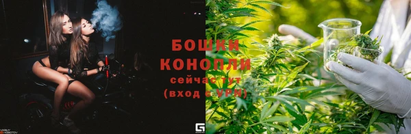 сатива Новозыбков