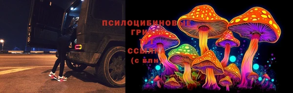 сатива Новозыбков
