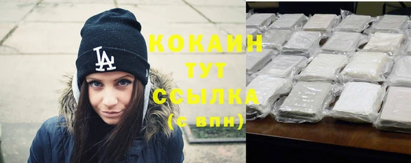 сатива Новозыбков