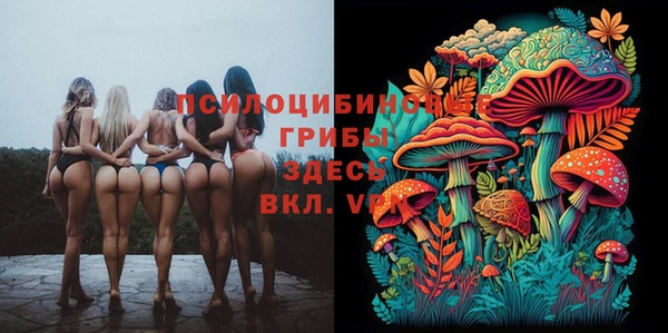 сатива Новозыбков