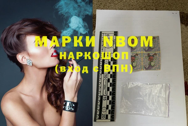 сатива Новозыбков