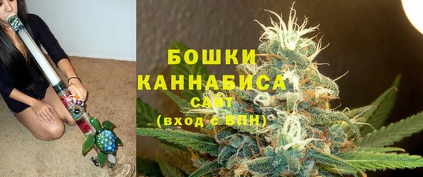 сатива Новозыбков