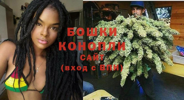 сатива Новозыбков