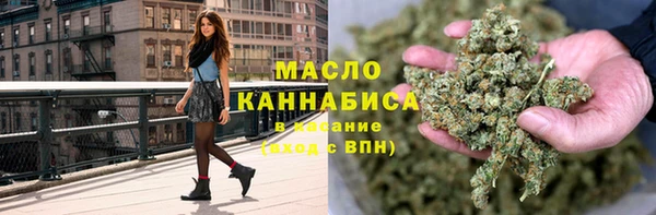 сатива Новозыбков